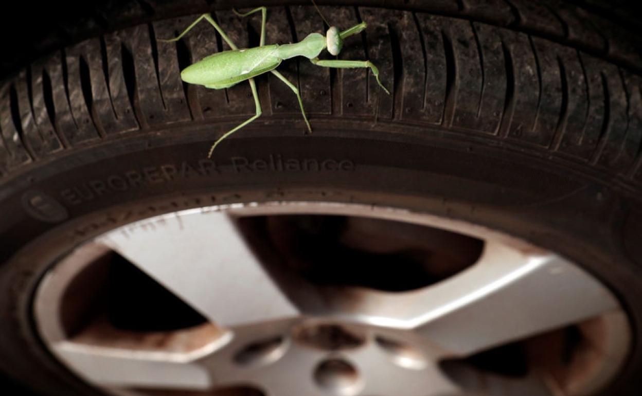 Mantis religiosa en la rueda de un coche.