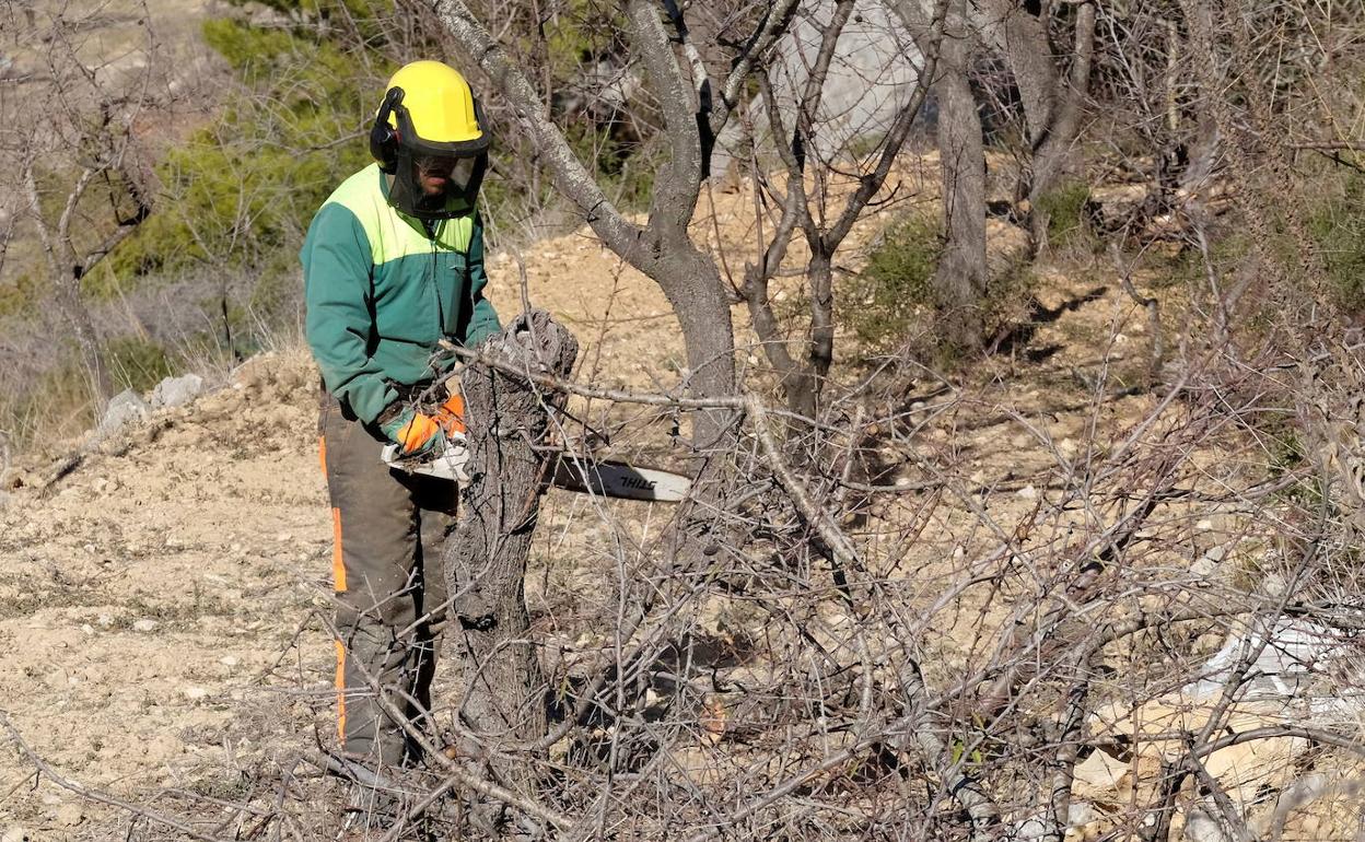 Un operario trocea almendros infectados de Xylella en Tárbena (Alicante), en una imagen de archivo. 