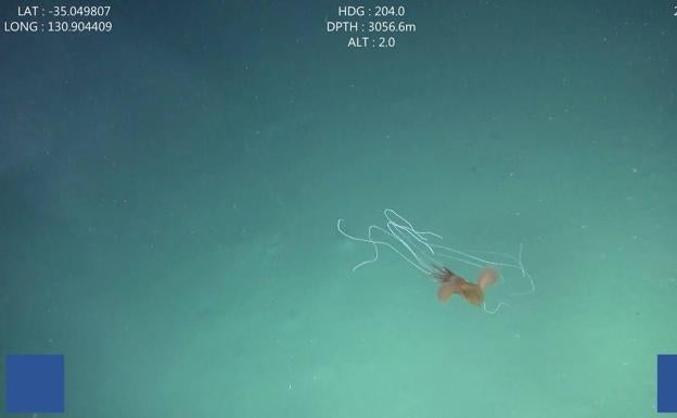 Cinco calamares gigantes, observados en aguas profundas de Australia