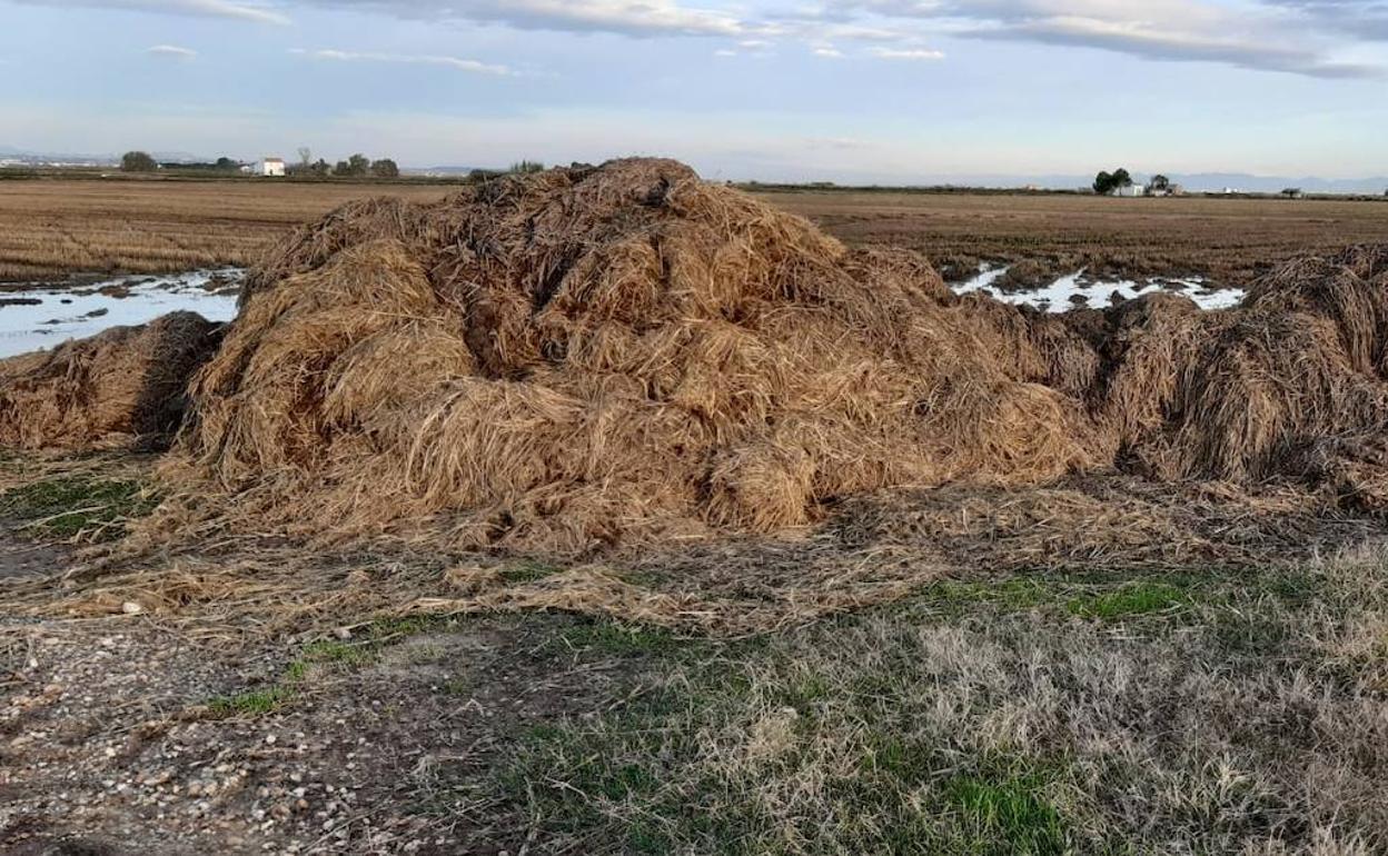 Paja del arroz acumulada en campos cubiertos de agua. 