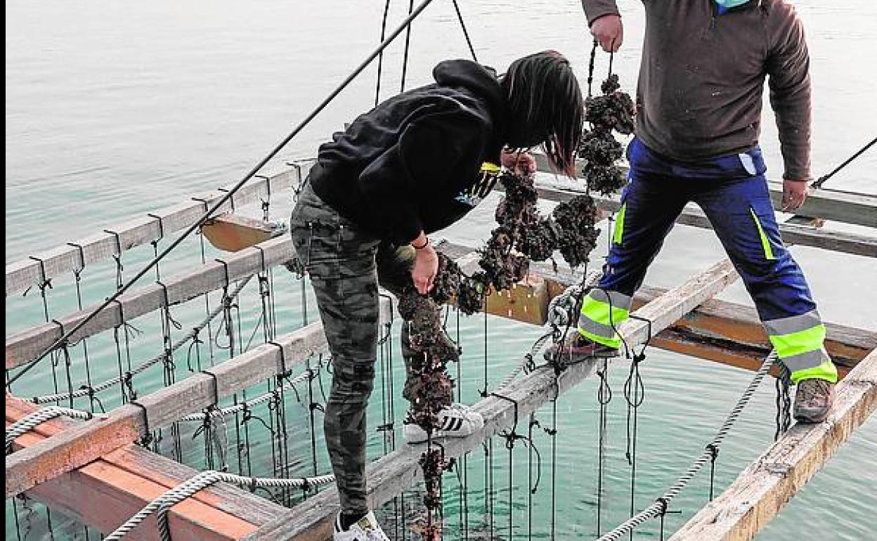 Las ostras están durante un año y medio en el mar creciendo. 