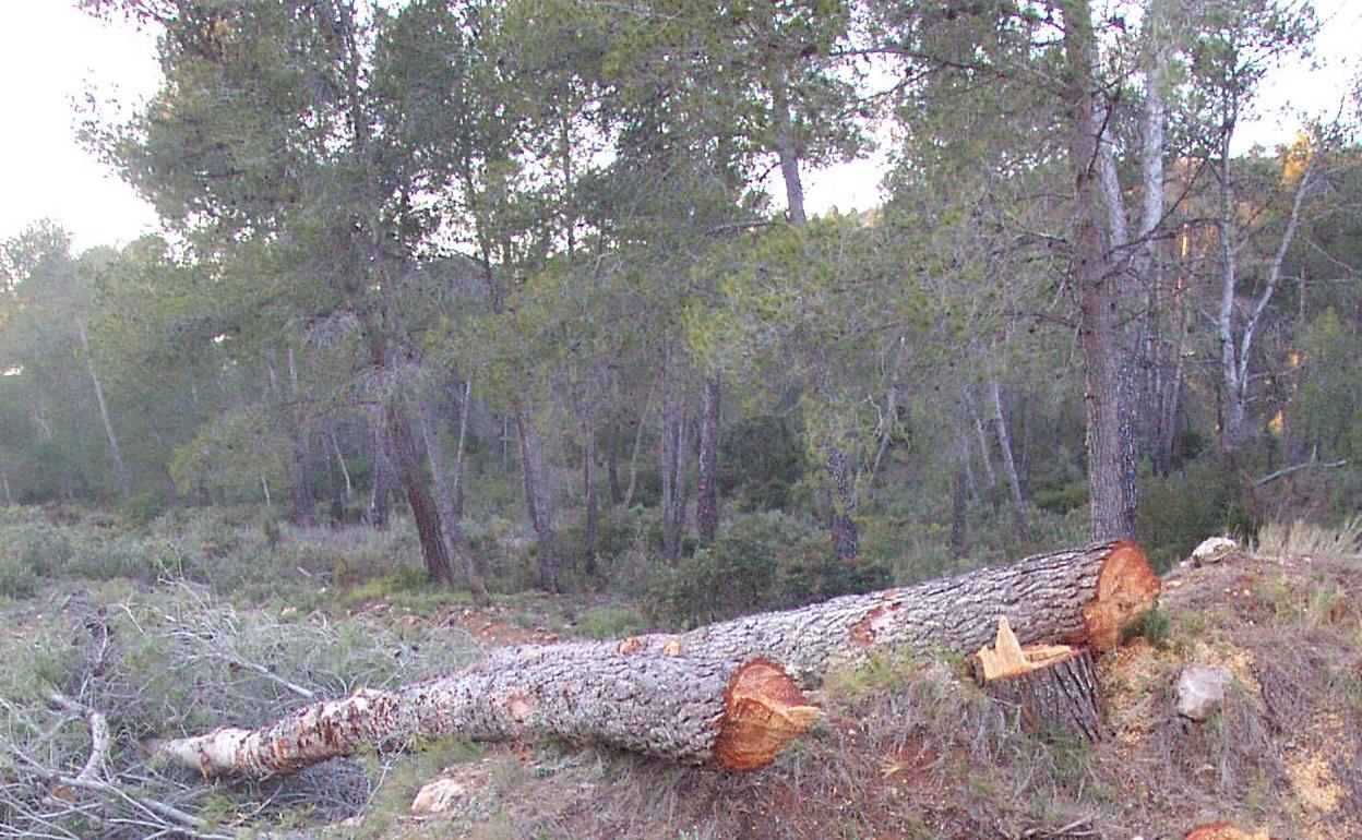 Adene pide un Plan de gestión del monte que se elabore de manera consensuada. 