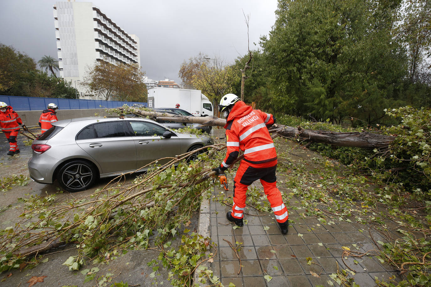 Operarios retiran un árbol que ha caído sobre varios coches.