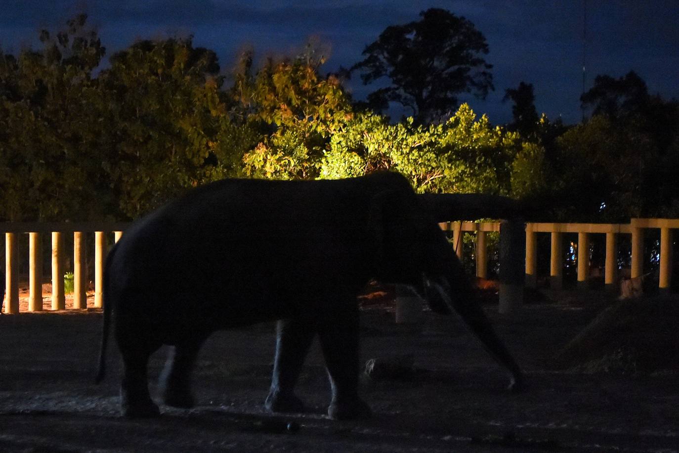 Tras años de maltrato en un zoo de Pakistán, el elefante «más solitario del mundo», llegó a Camboya el lunes, donde fue recibido por la superestrella estadounidense Cher, que lo acompañará a un santuario que alberga a otros paquidermos.