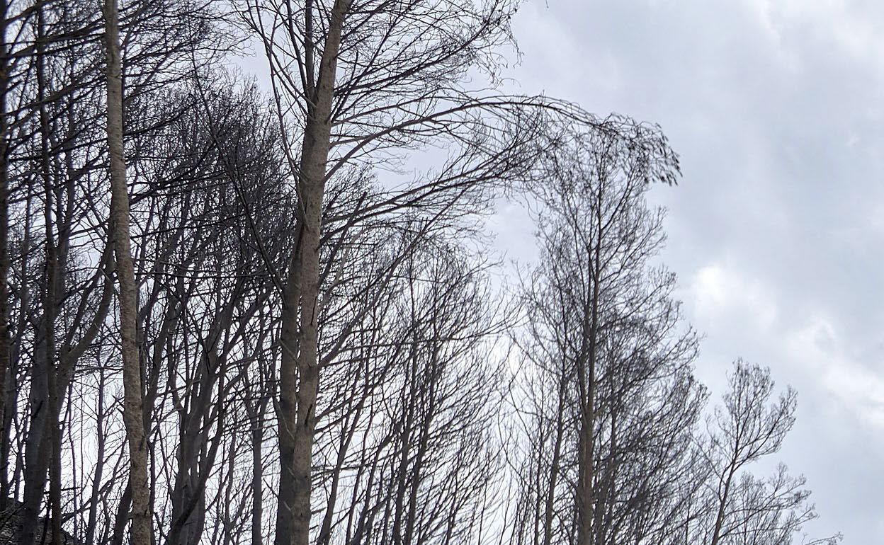 Montes calcinados en la Safor por el incendio originado en Llutxent en 2018. 