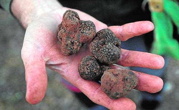 Melchor Rovira unas trufas de su campo. Como no llovió en verano son algo más pequeñas. 