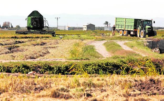 Valencia apoya la modernización del riego en la Albufera tras garantizar el caudal al lago