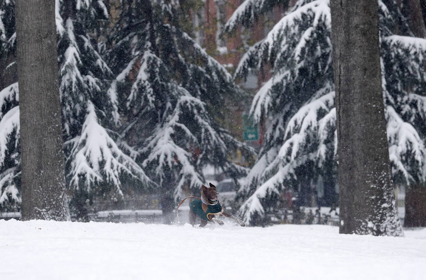 Nueva York amaneció este jueves con la mayor acumulación de nieve registrada en varios años como consecuencia de un temporal que golpea con fuerza gran parte de la costa este de Estados Unidos. En la Gran Manzana cayeron alrededor de 25 centímetros de nieve, más que en todo el invierno pasado. 