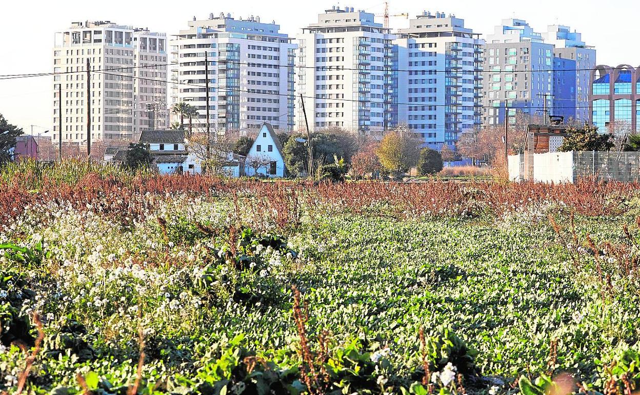 Campos de huerta en la parte sur de Valencia, con el casco urbano al fondo de la imagen.