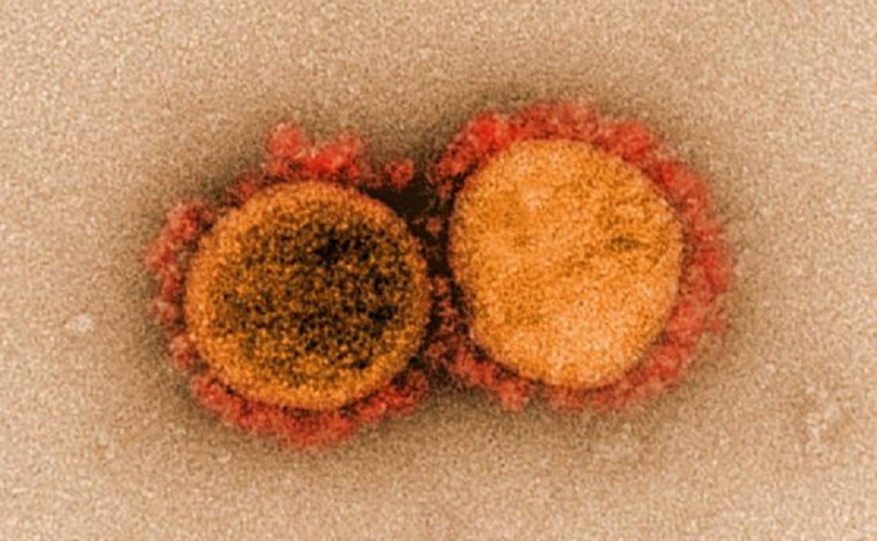 Así es la nueva cepa más contagiosa del coronavirus que ha puesto a Europa en alerta: La mutación «N5017»