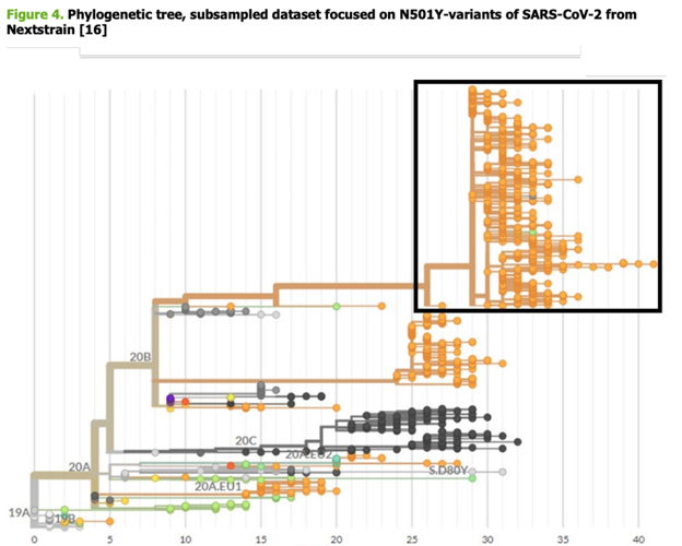 Árbol filogenético, conjunto de datos muestreados centrados en las variantes N501Y del SARS-CoV-2 de Nextstrain. 