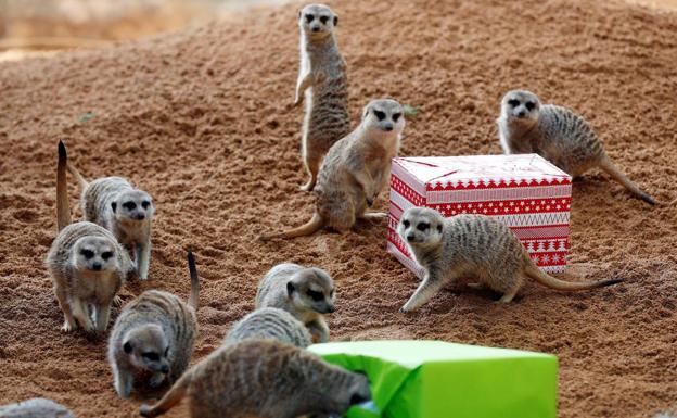 Varios suricatas se acercan a los regalos que han recibido algunos animales del Bioparc de Valencia con motivo de las fiestas navideñas. 