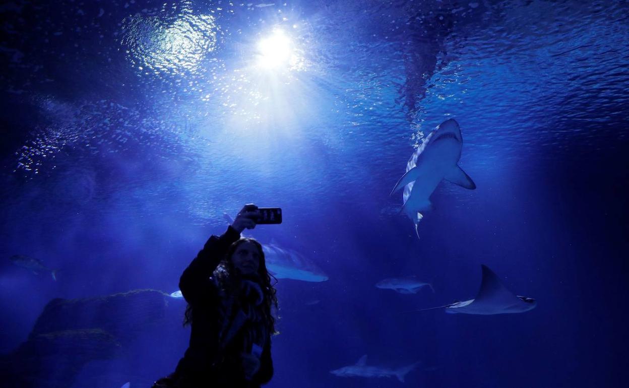 Una mujer toma una imagen en el tunel de los tiburones del Oceanografic.