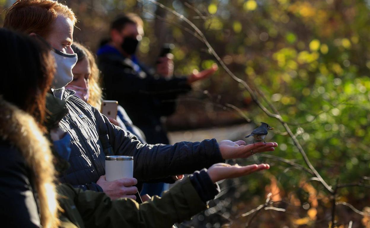 Varios miembros del grupo de avistadores neoyorquinos dan de comer a un carbonero en Central Park.