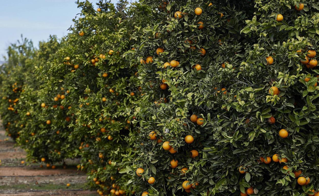 La Unió pide medidas para evitar que la nueva plaga detectada en cítricos de Andalucía llegue a la Comunitat