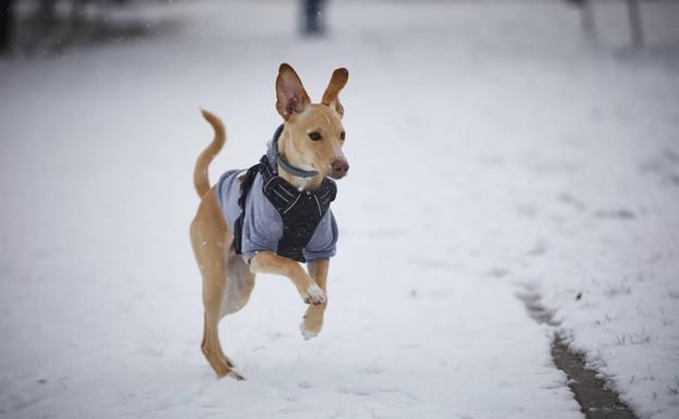 Los perros disfrutan con la nieve, pero algunas razas también pasan frío. 