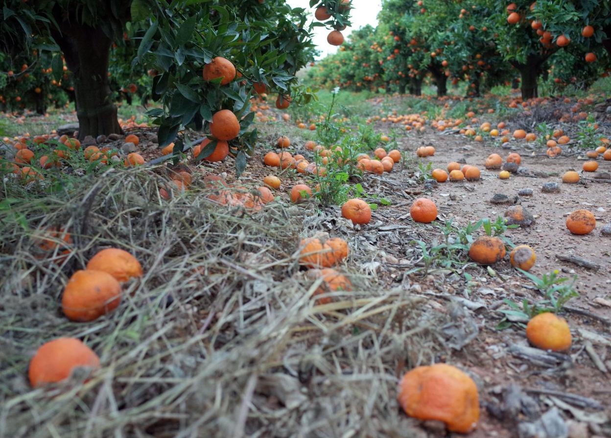 Campo de mandarinas con la cosecha pudriéndose al no poder venderse a ningún precio. txema rodríguez