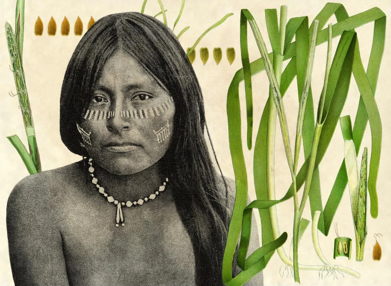 Mujer seri ('The Seri Indians', 1898) e ilustraciones botánicas de zostera marina. Cc PD