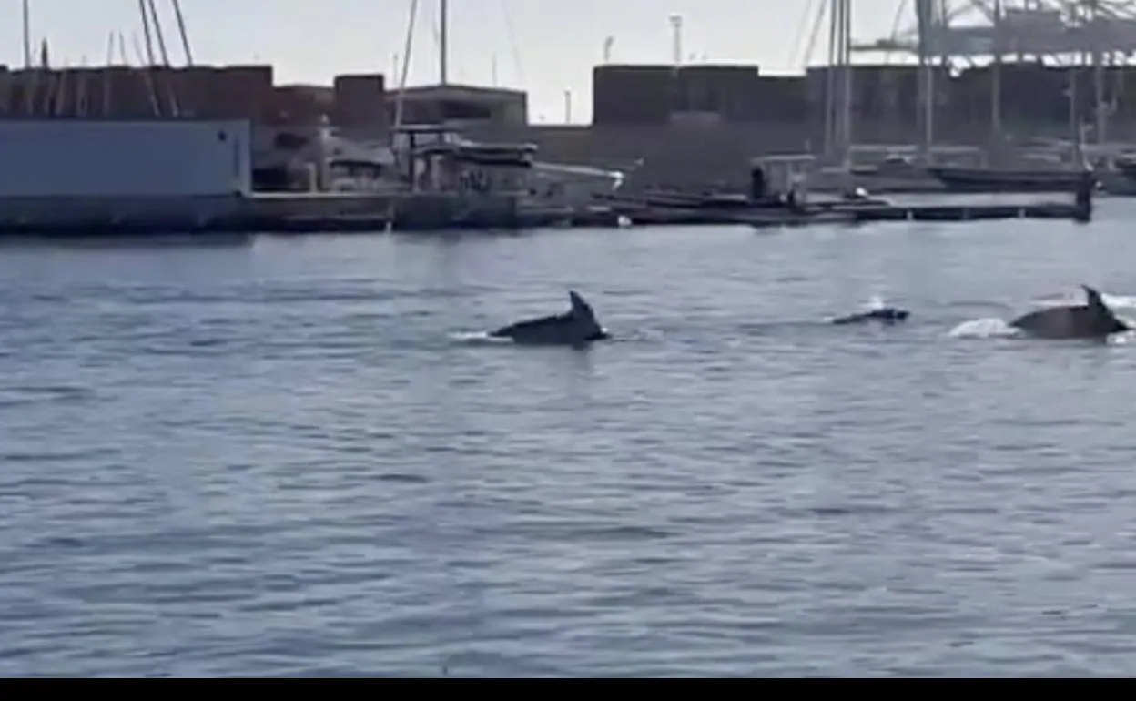 Los delfines visitan la Marina de Valencia