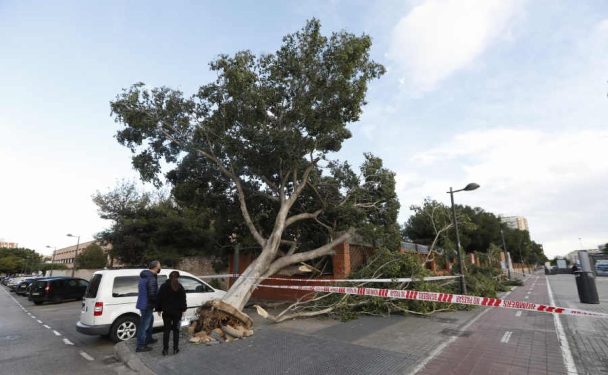 Árbol caído sobre un colegio de Campanar.