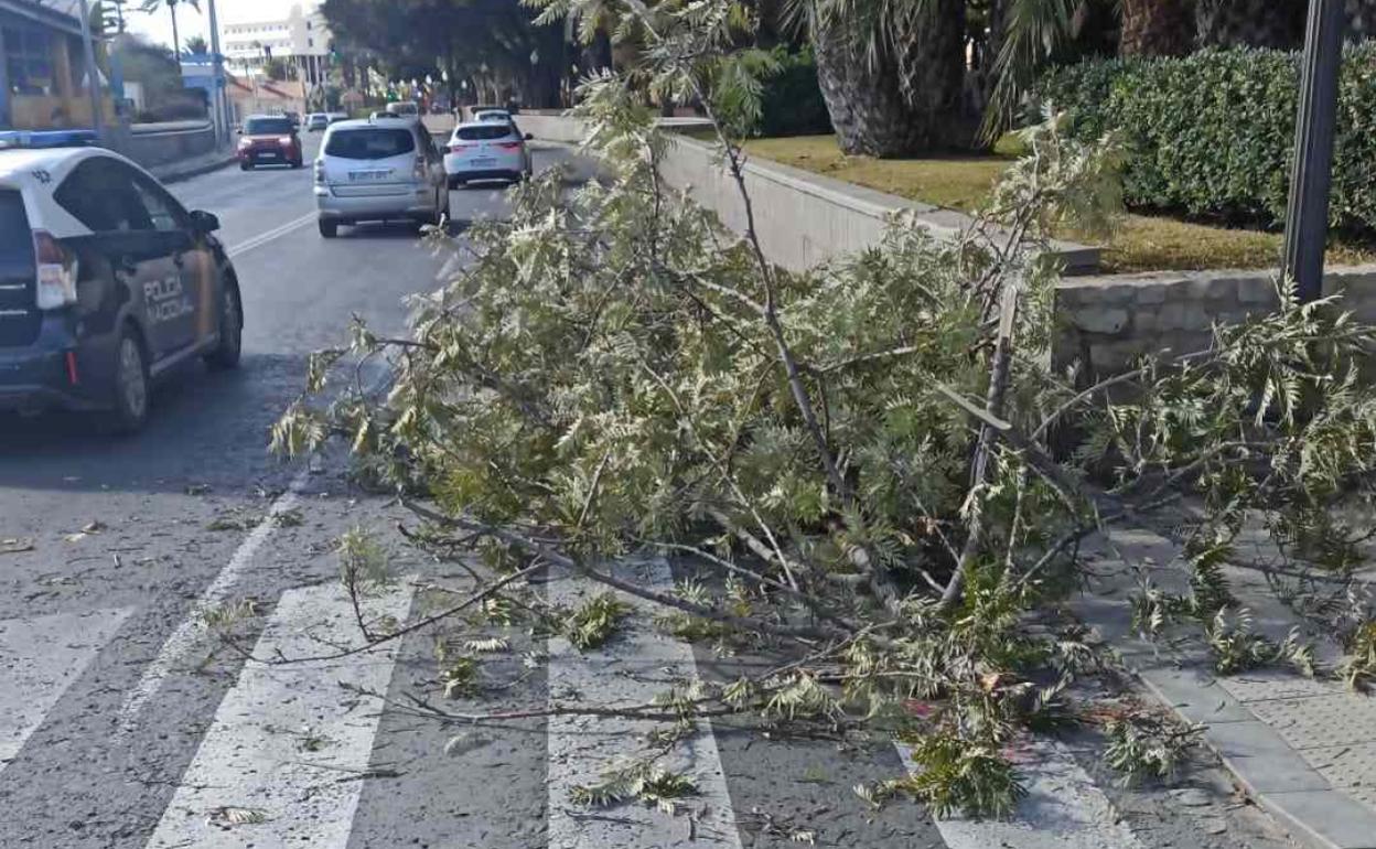 Los bomberos atienden más de cuarenta emergencias por las fuertes rachas de viento en Alicante  capital