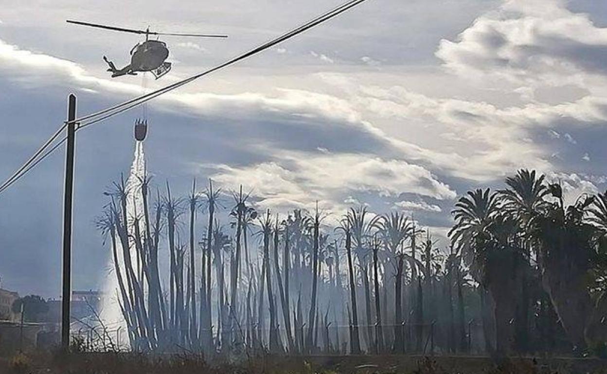 Incendio en un huerto de palmeras en Albatera, este lunes. 