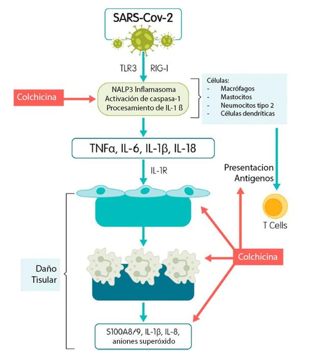 Mecanismo de acción antiinflamatorio de la colchicina y su relación con la infección por SARS-CoV-2. 