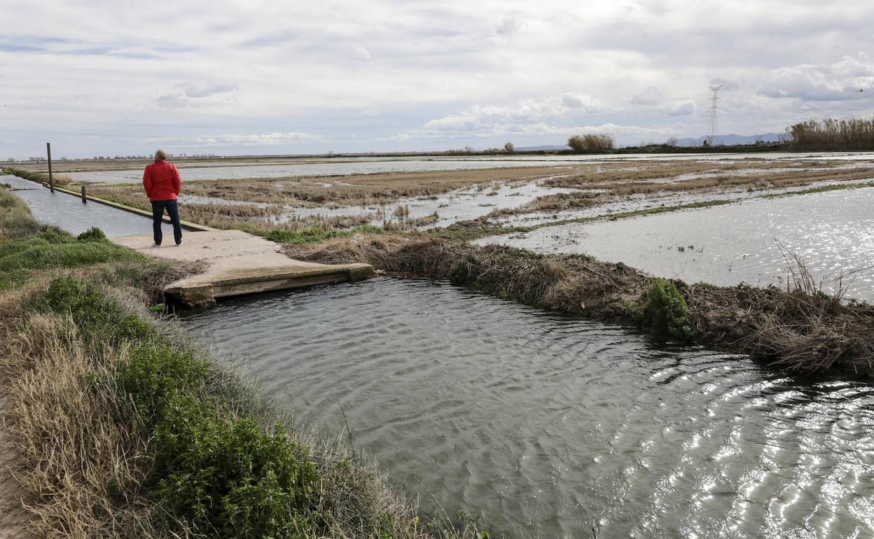 Un hombre mira la acequia de Silla en la que el sábado fue hallada muerta la joven Florina G, de 19 años. 