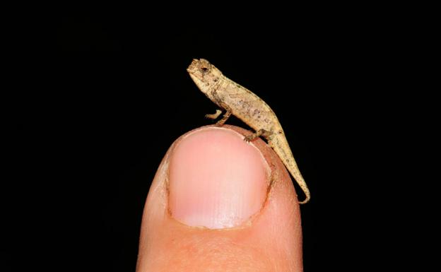 El reptil más pequeño del mundo: un camaleón que mide 13,5 milímetros