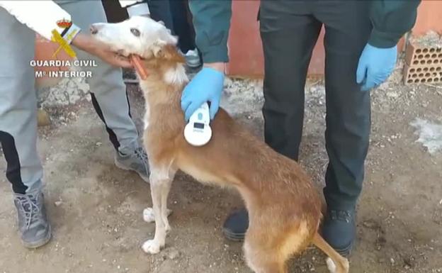 Uno de los canes rescatados en la operación.