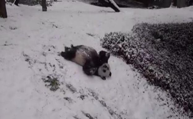 El divertido vídeo de los osos panda del Zoo de Washington disfrutando de la primera gran nevada del año