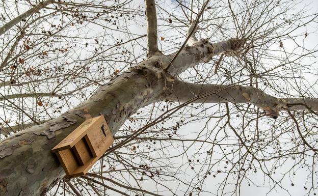 El cambio climático, en el origen de la pandemia de Covid