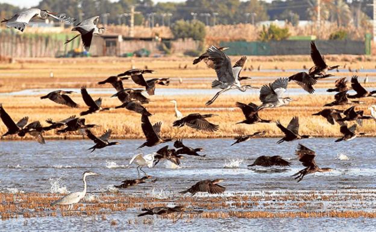 Vista de aves en el parque de la Albufera de Valencia.