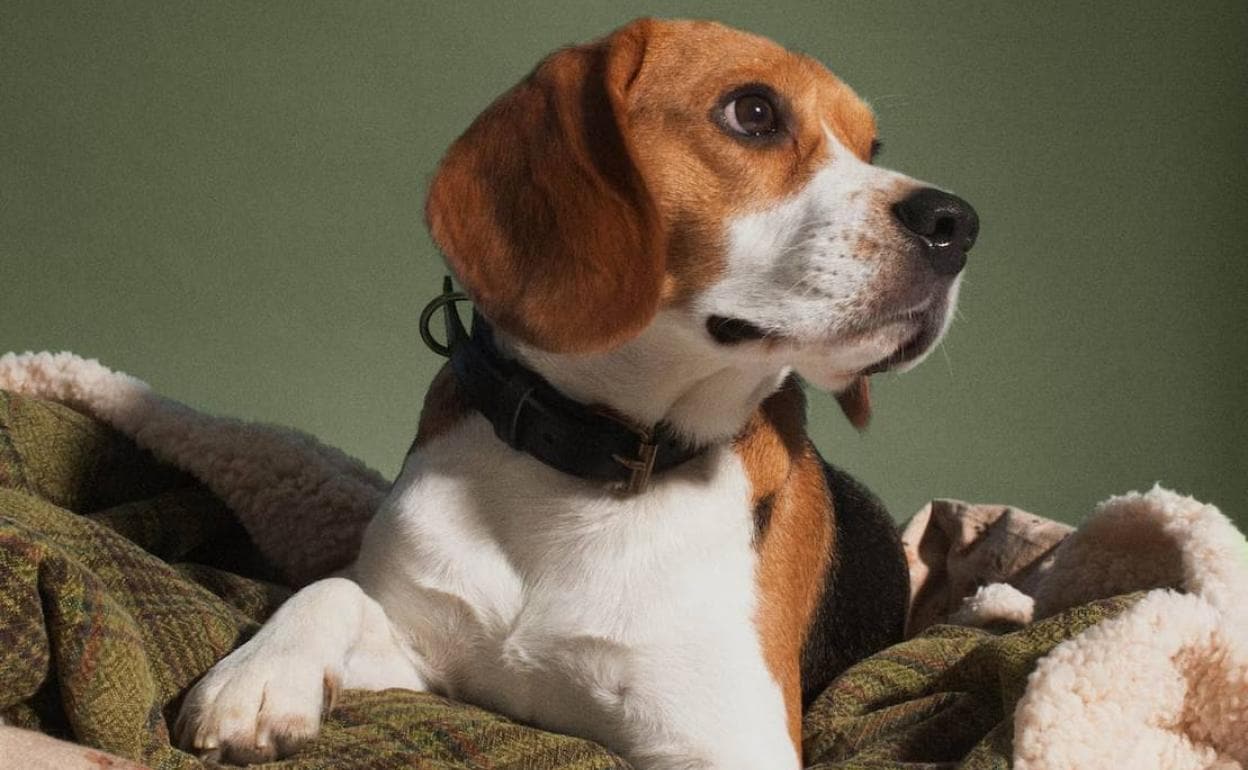 Zara lanza una línea para perros con ropa y accesorios | Las Provincias