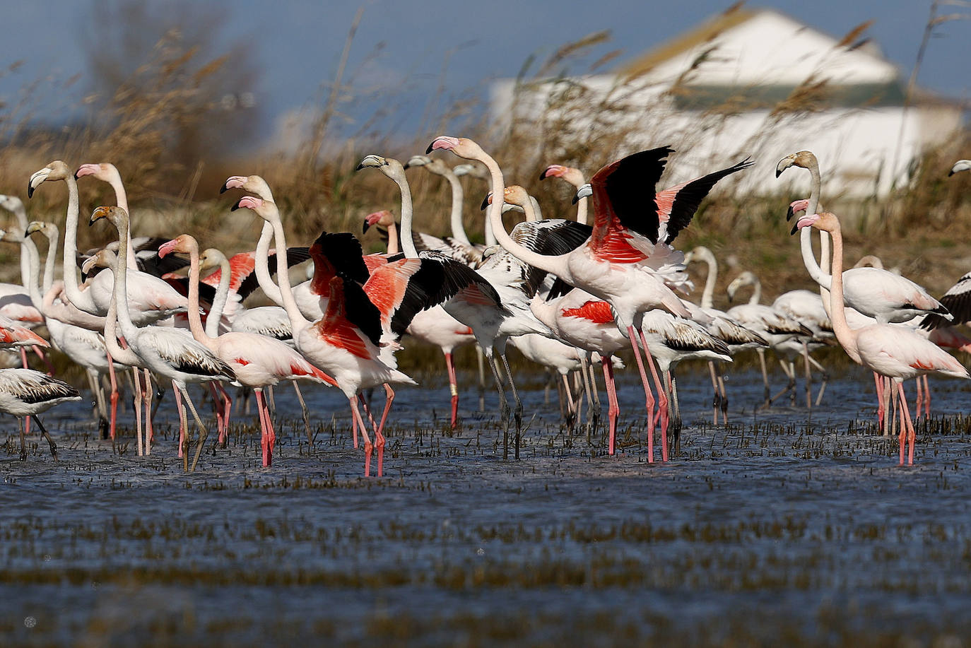 Fotos: La Albufera de Valencia brilla con luz propia