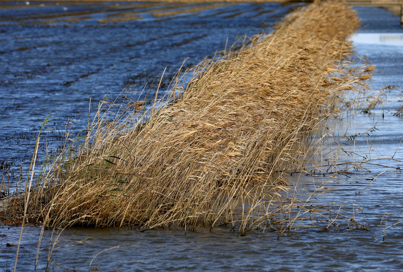 Fotos: La Albufera de Valencia brilla con luz propia