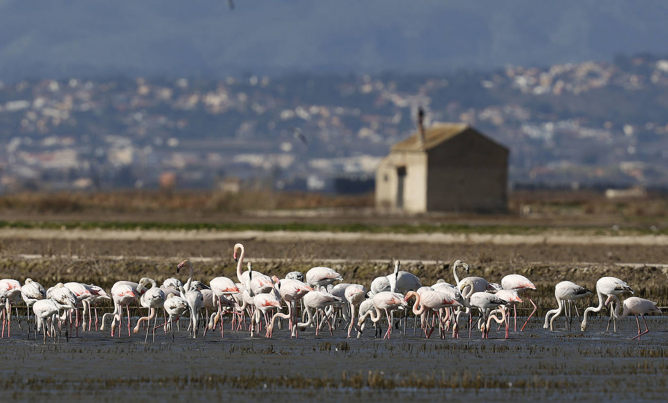 Fotos: La Albufera de Valencia brilla con luz propia