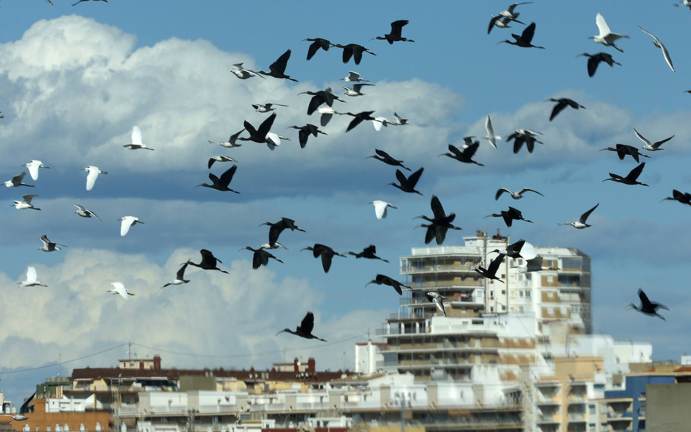 Fotos: La Albufera de Valencia brilla con luz propia