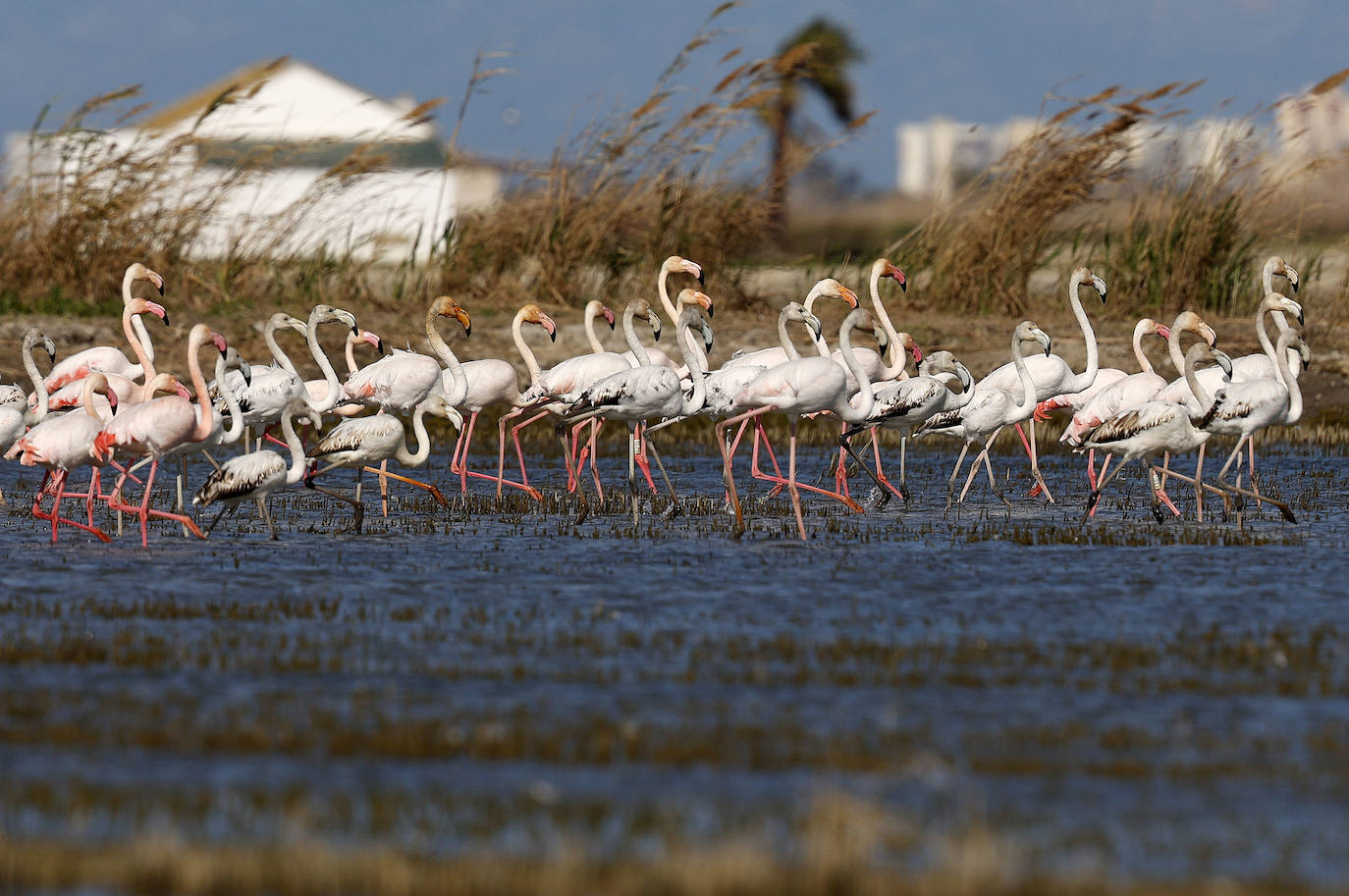 Fotos: La Albufera de Valencia brilla con luz propia