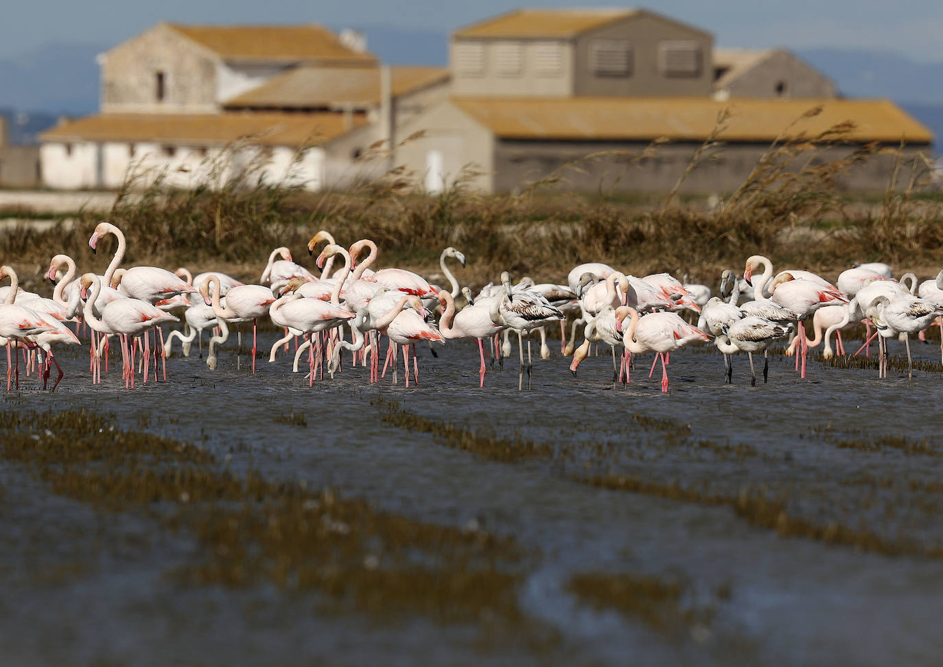 Fotos: La Albufera de Valencia brilla con luz propia