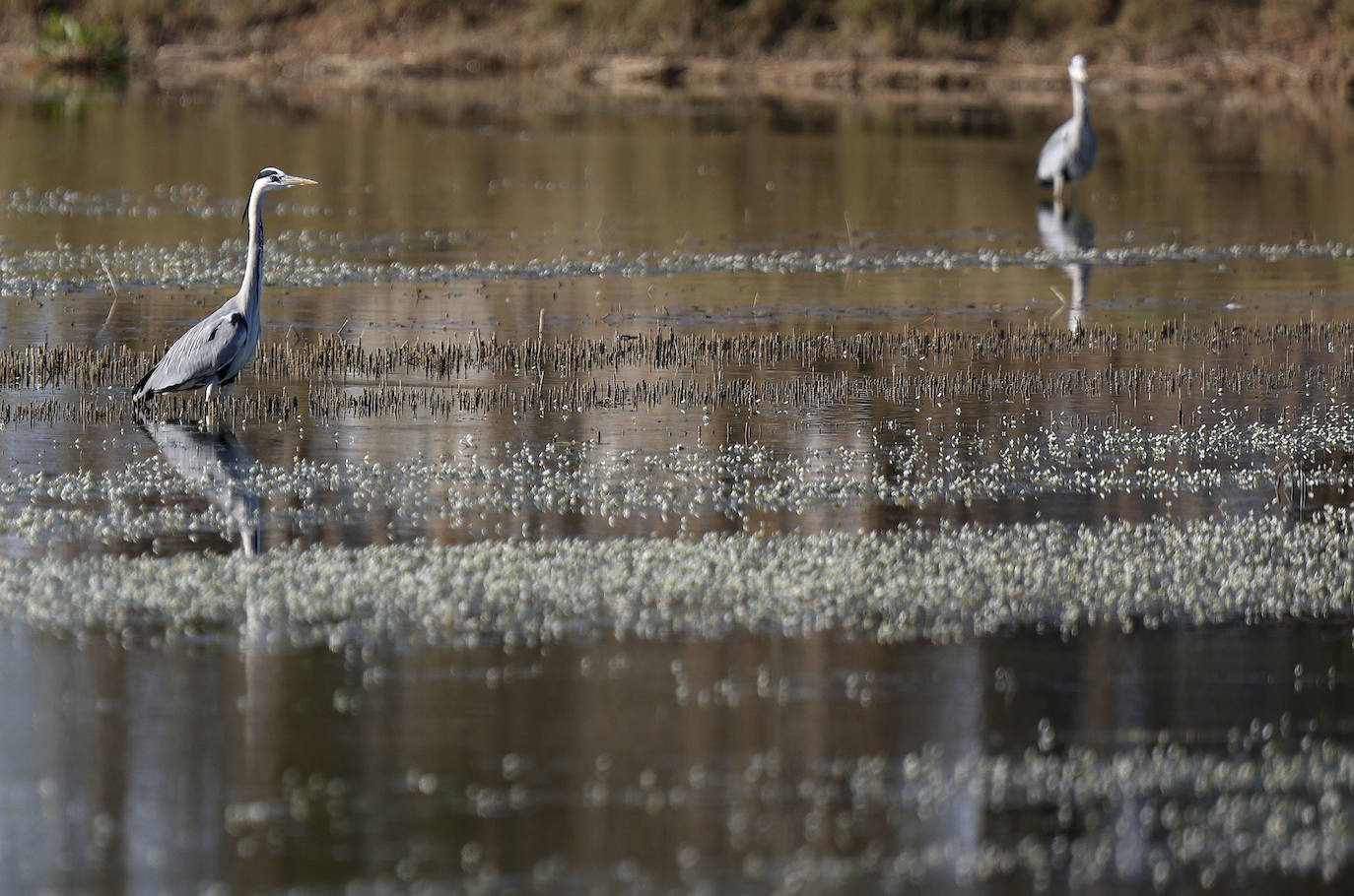 Fotos: La Albufera de Valencia brilla con luz propia