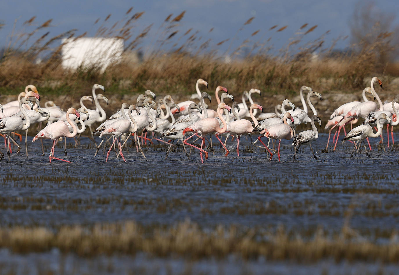 Fotos: La Albufera de Valencia brilla con luz propia