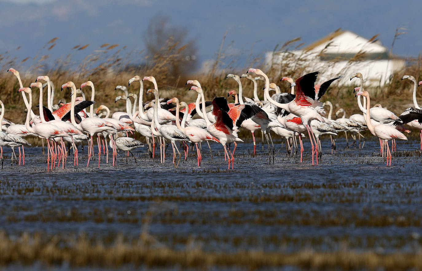 Fotos: La Albufera de Valencia brilla con luz propia