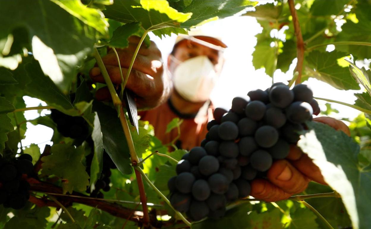 Un vendimiador recoge uvas en agosto del año pasado