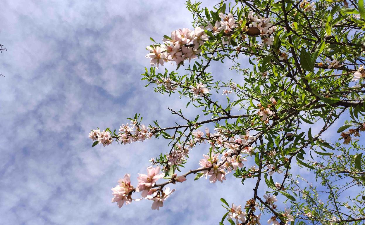 Un almendro en flor, en la zona de la Vall de Pop.