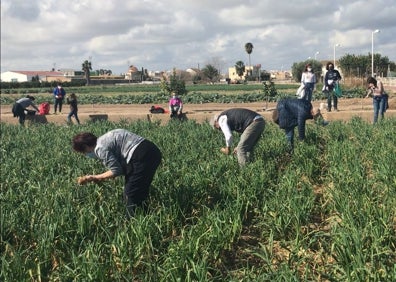 Imagen secundaria 1 - Los vecinos recogiendo las cebollas durante estos días. 