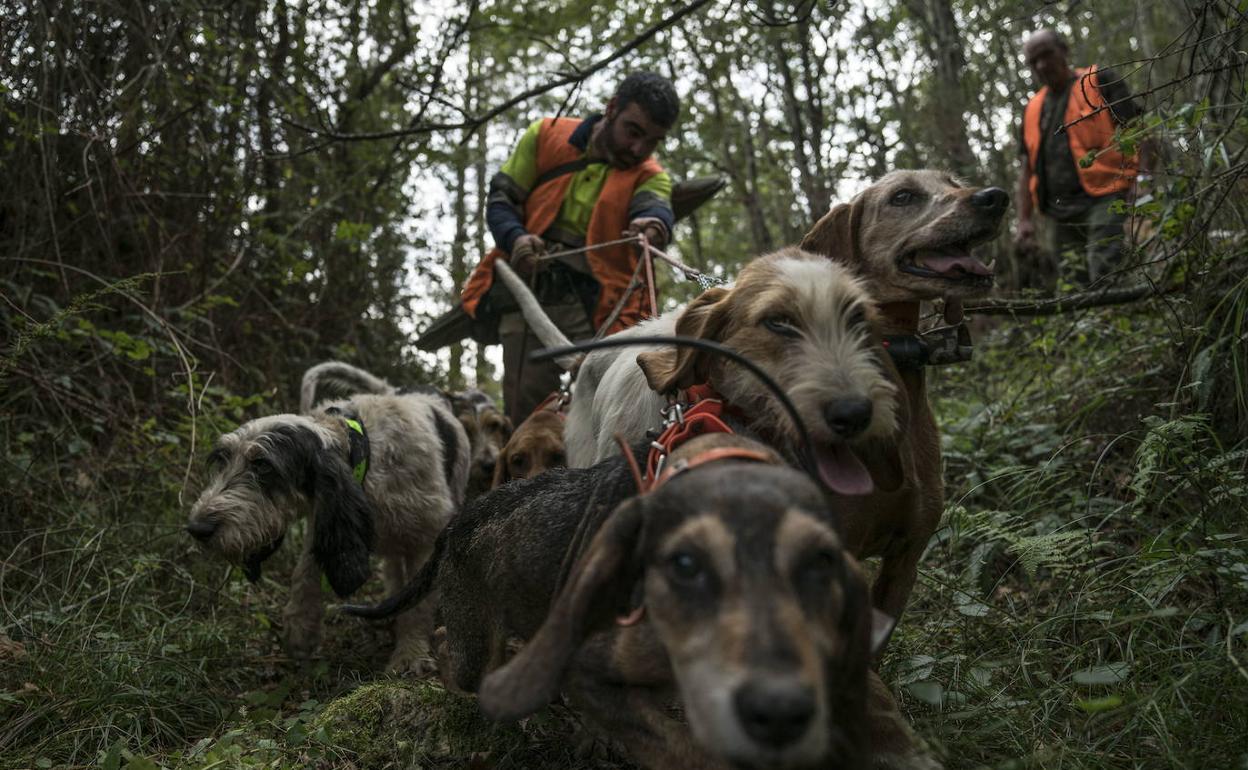 Cazadores con perros en una batida. 