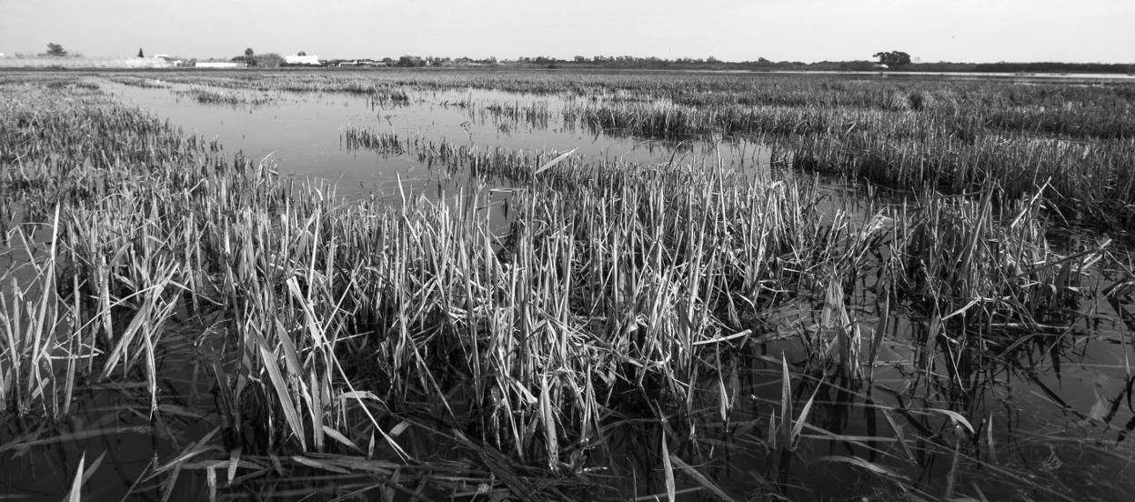 Aguas negras en la Albufera