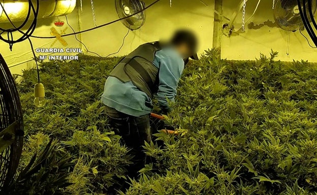 Imagen de la plantación de marihuana localizada en uno de los chalés. 