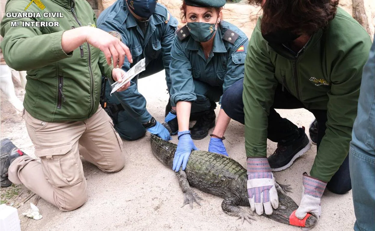 Los agentes del SEPRONA inmovilizan al animal antes de trasladarlo. 